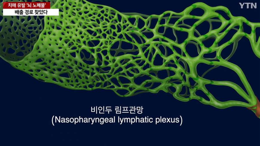 image.png 국내에서 세계최초로 "치매 유발 뇌 노폐물 배출 경로" 찾았다
