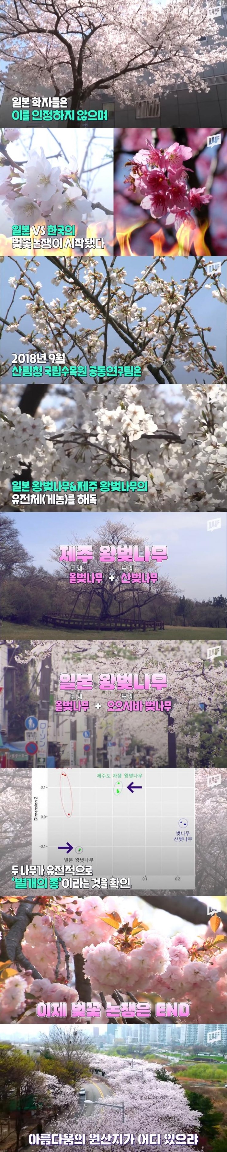 벚꽃_원조_논쟁.jpg