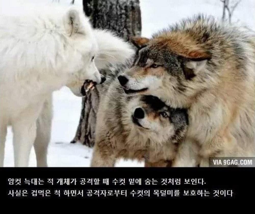 늑대 암컷이 수컷 밑으로 숨는 이유.png.jpg