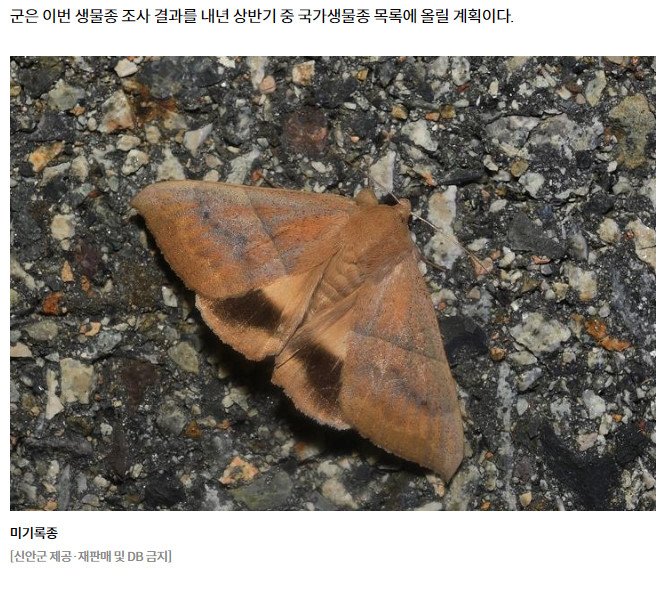 bandicam 2023-11-10 04-12-38-434.jpg 신안군에서 미기록종 곤충 4종 추가 발견