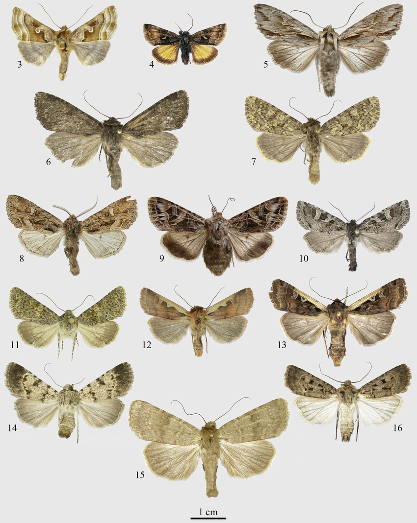 Figures-3-16-Noctuidae-from-Saur-Mts-adult-specimens-3-Euchalcia-herrichi-male-Tas.png 신안군에서 미기록종 곤충 4종 추가 발견