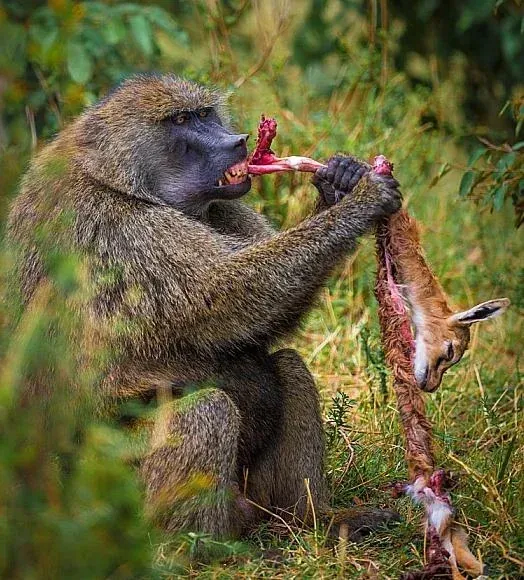 image.png 혐주의) 개코원숭이의 사냥