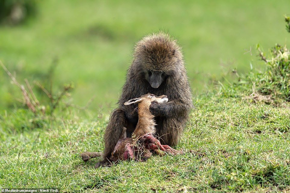 image.png 혐주의) 개코원숭이의 사냥