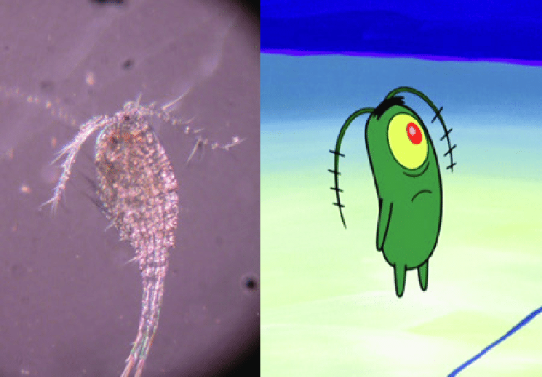 at-home-science-activity-Plankton-Snowflakes_pic1.png 스폰지밥 플랑크톤이 홀로그램 고기를 먹는 이유.JPG