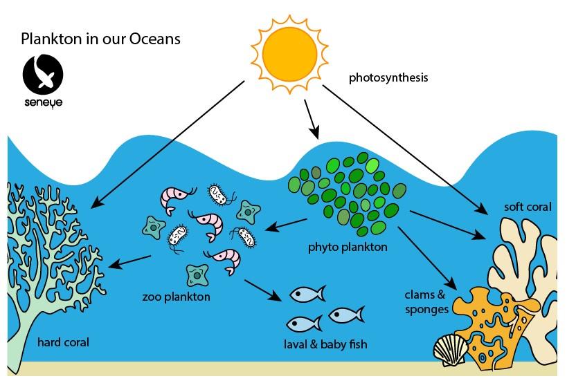 Plankton zoo plankton and phytoplankton cycles.jpg 스폰지밥 플랑크톤이 홀로그램 고기를 먹는 이유.JPG