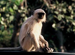 250px-Semnopithecus_spec_Rajastan.jpg