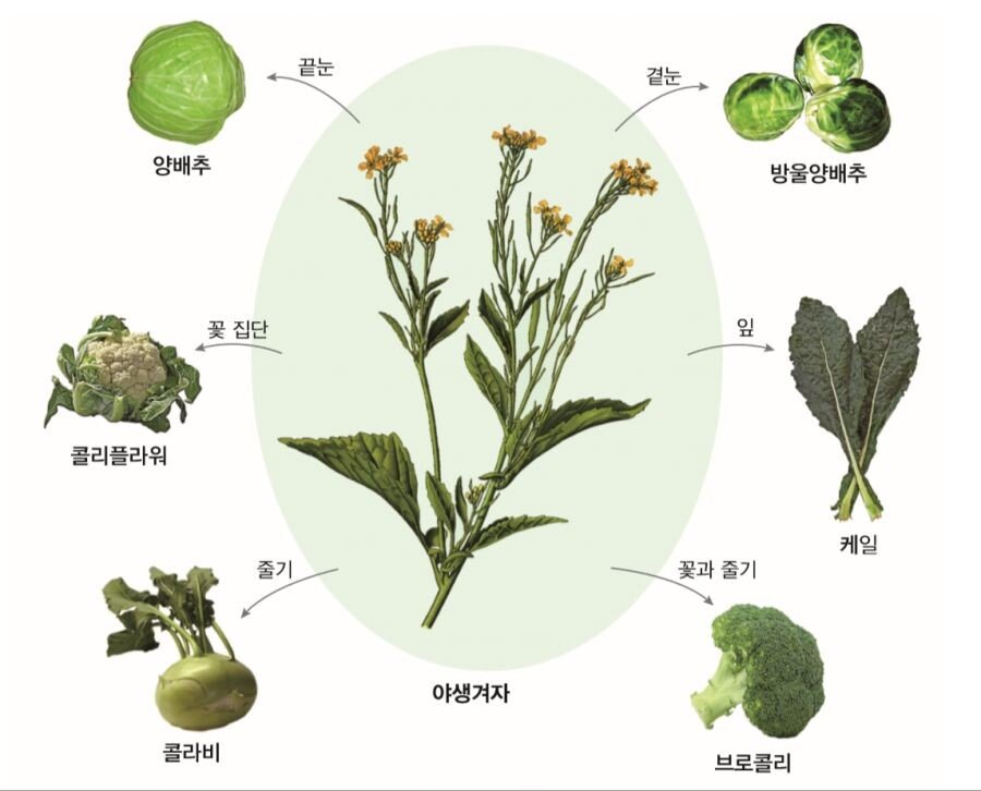 식물.jpeg 쉽게 보는 인간 마개조의 산물.jpg