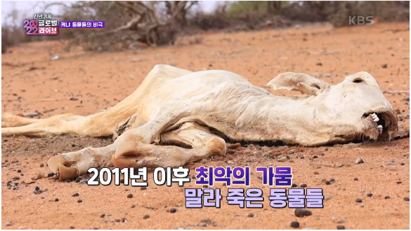 6.png (약혐)말라가는 케냐 죽어가는 동물들