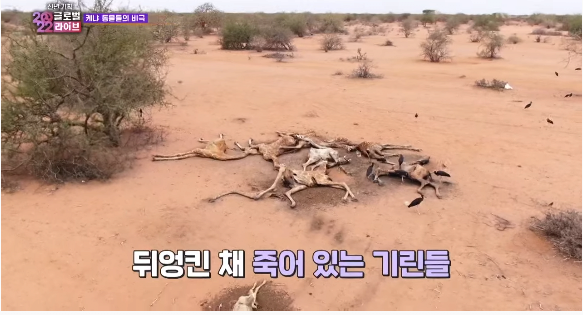 10.png (약혐)말라가는 케냐 죽어가는 동물들
