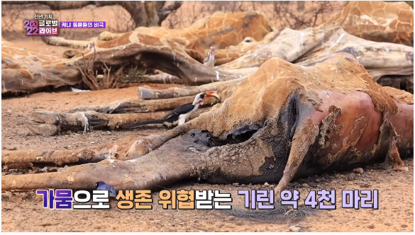12.png (약혐)말라가는 케냐 죽어가는 동물들