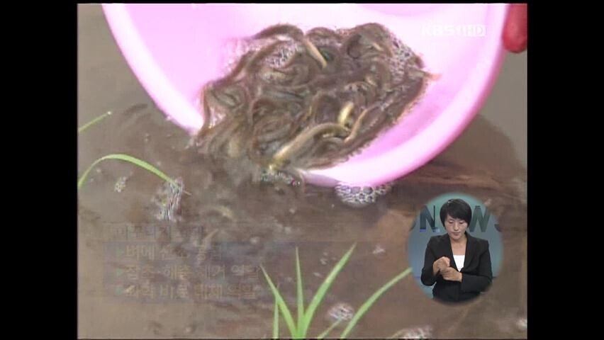 미꾸라지 농법4.jpg 한국에서 아주 흔하게 애용된 친환경 벼농사 농법.jpg