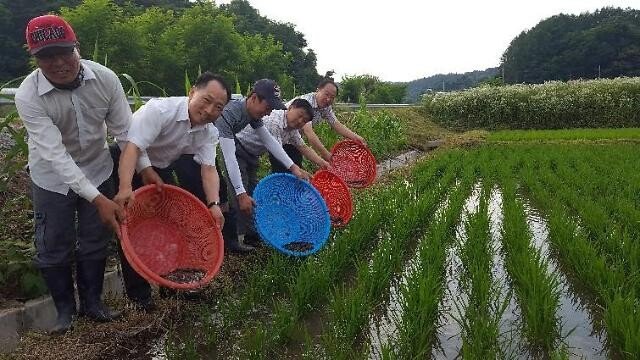 미꾸라지 농법3.jpg 한국에서 아주 흔하게 애용된 친환경 벼농사 농법.jpg