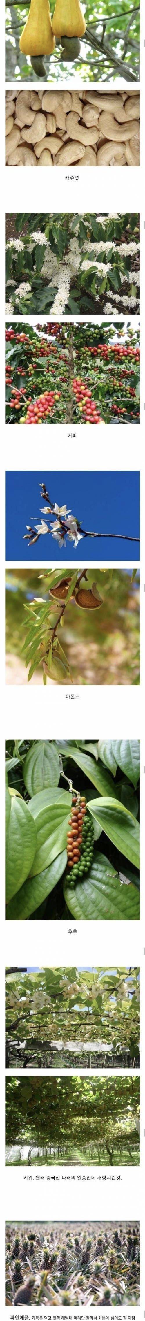 식물.jpeg