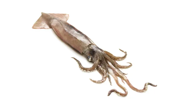 image.png 지금은 모두가 알고 있는 세계의 아열대화