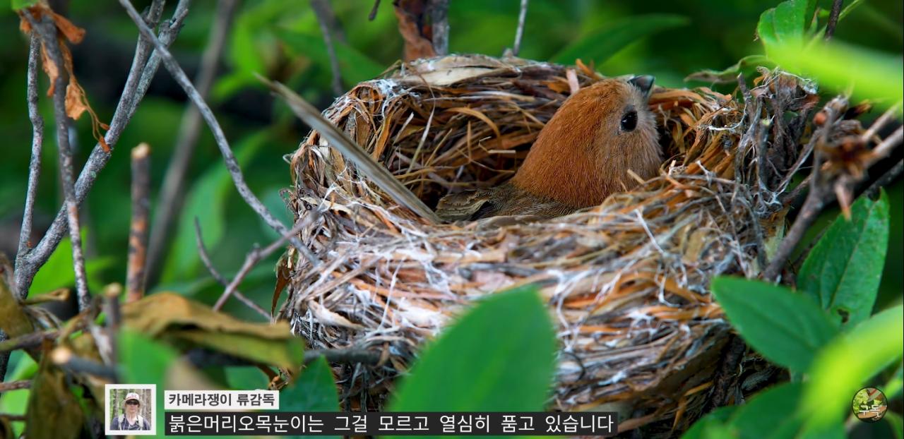 Screenshot_20220802-001955_YouTube.jpg