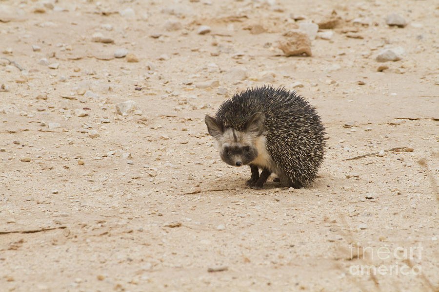 desert-hedgehog-paraechinus-aethiopicus-eyal-bartov.jpg