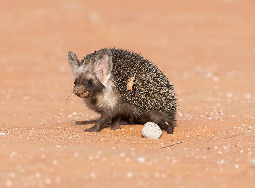 Desert-Hedgehog-on-the-desert.jpg