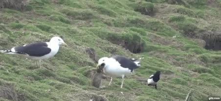 0A1240DD-61D4-485B-AC2A-6BA3AF6292F8.gif