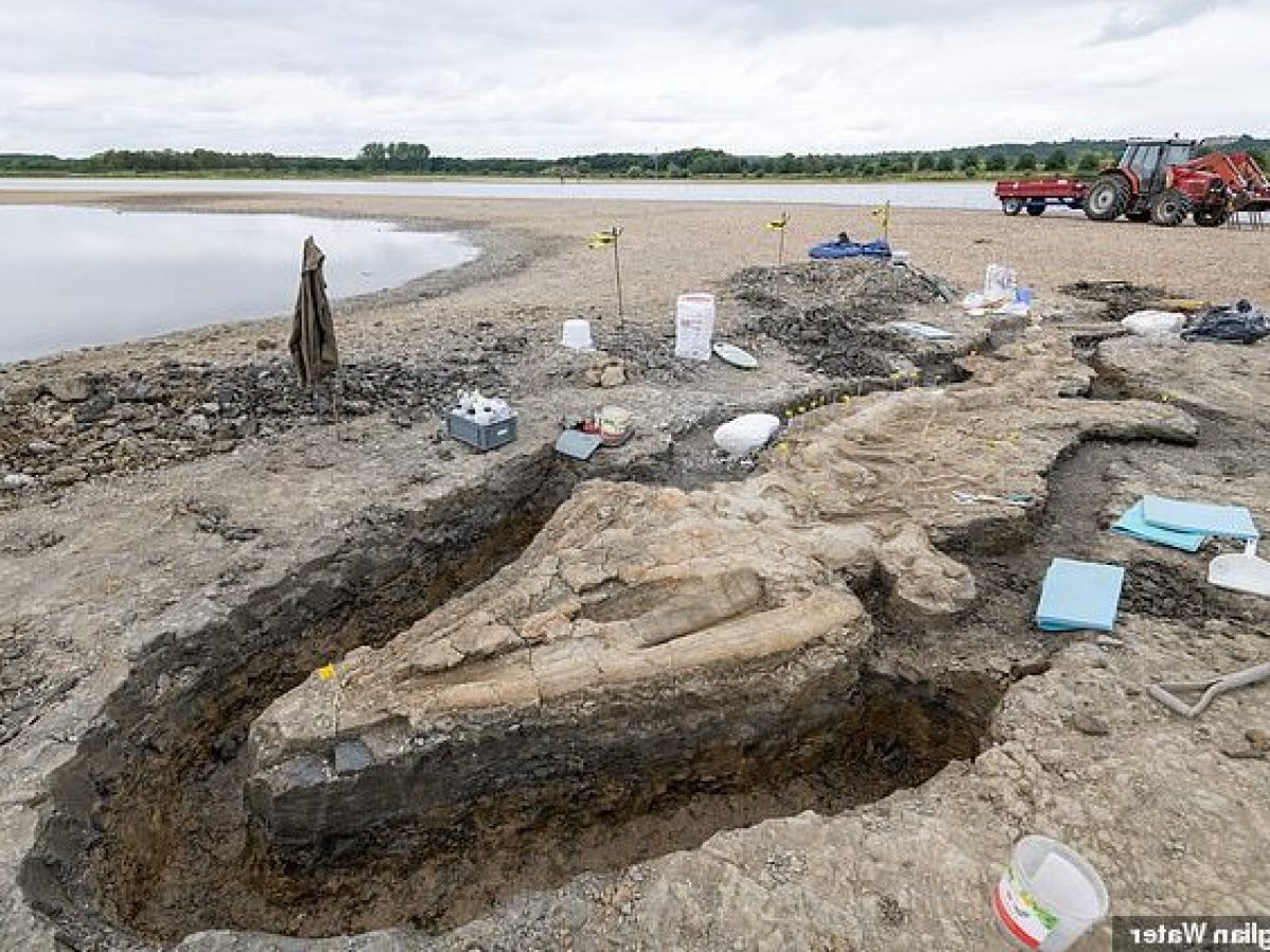 52691565-10379523-the_fossilised_remains_of_britain_s_largest_complete_ichthyosaur-a-79_1641656937688-1200x900.jpg
