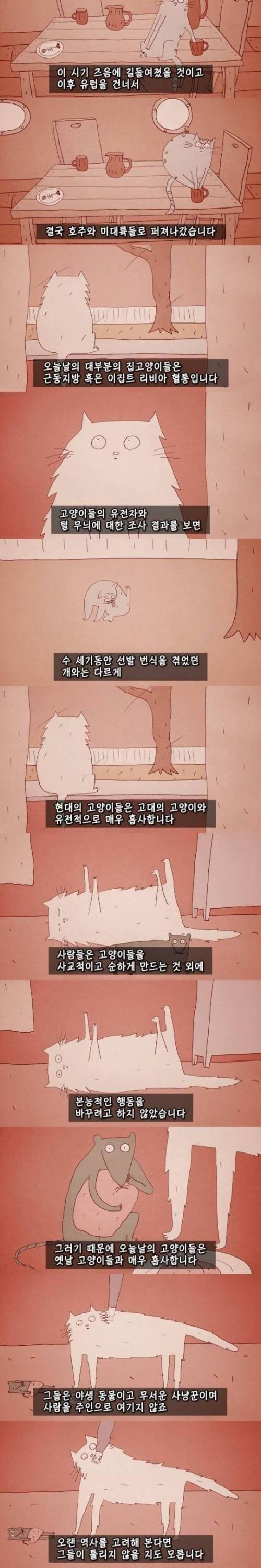 고양이의 역사