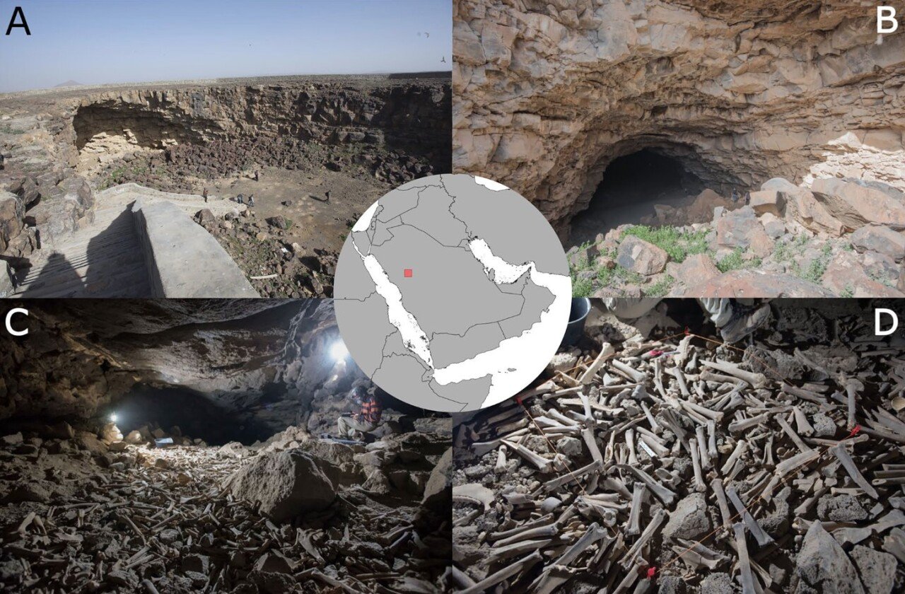 E61dGpfWUAAL57S.jpg 사우디아라비아, 한 동굴에서 대량의 뼈 발견