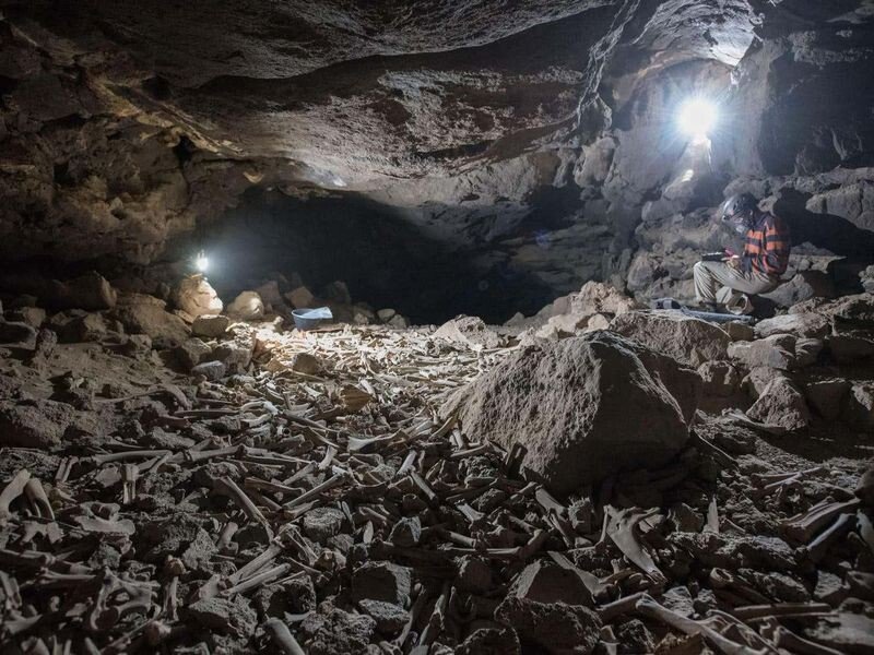 3f32e97832e81a209e418f6d69e6274c.jpeg 사우디아라비아, 한 동굴에서 대량의 뼈 발견