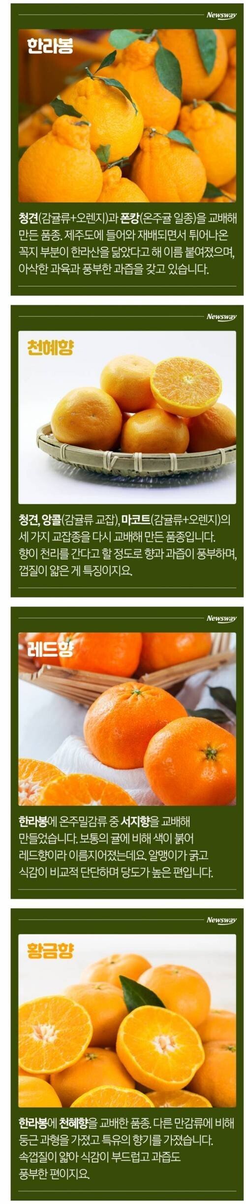 간단히 보는 한라봉, 천혜향, 레드향, 황금향 차이.jpg