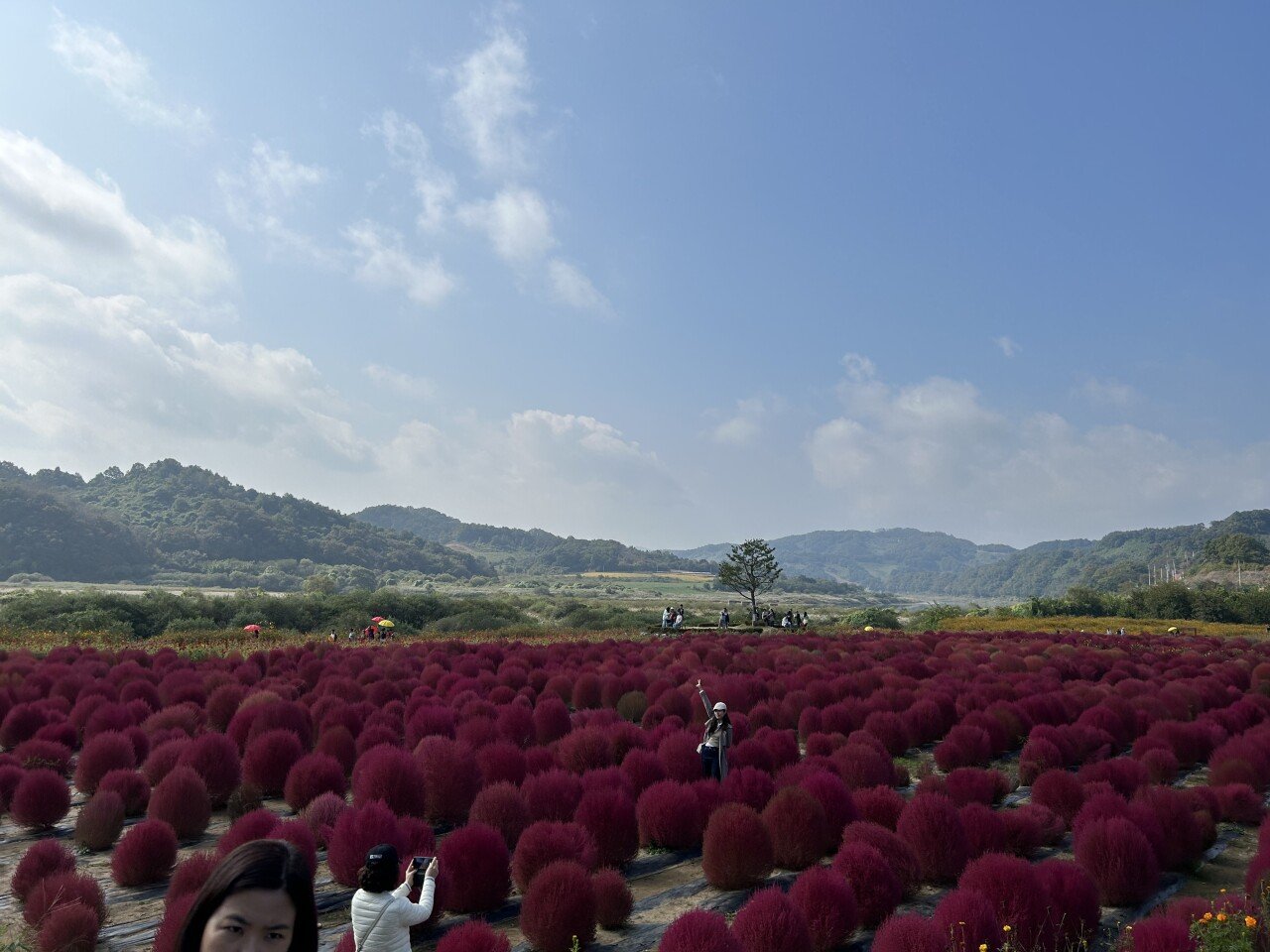 77700028-CE72-4E4E-ACF0-C94FF943B07C.jpeg 다양한 꽃들의 향연이 가득한 연천 임진강댑싸리공원