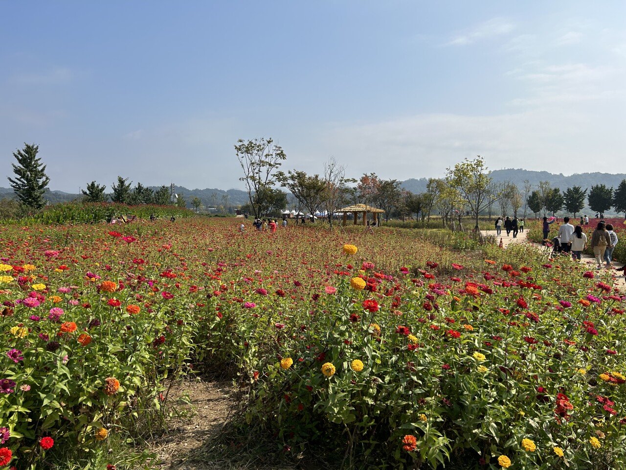 4B4560D9-7FF1-4D21-9498-0E5E2F5DBF48.jpeg 다양한 꽃들의 향연이 가득한 연천 임진강댑싸리공원