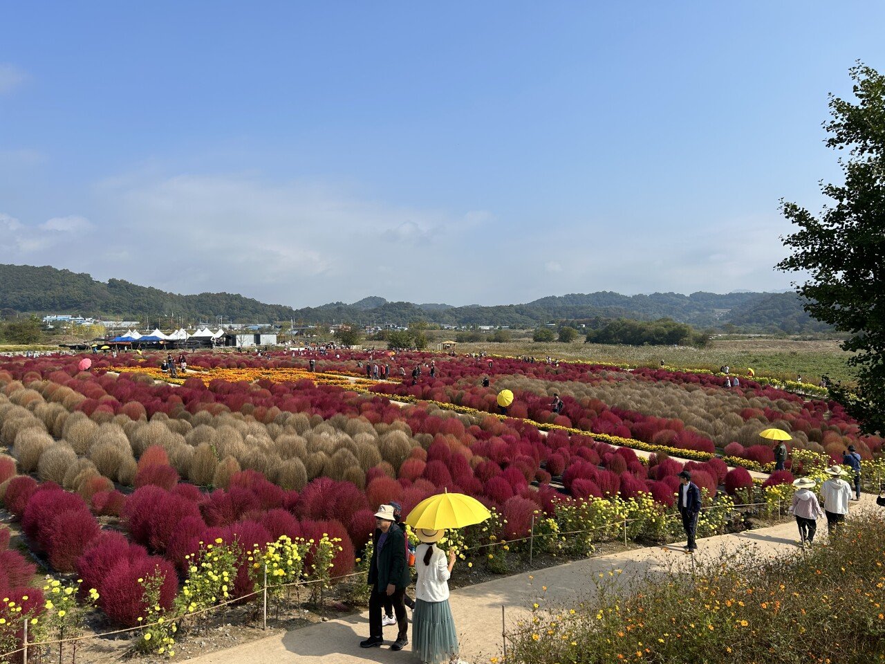 67D27872-CABB-4E66-97C8-2E01917BAAE4.jpeg 다양한 꽃들의 향연이 가득한 연천 임진강댑싸리공원