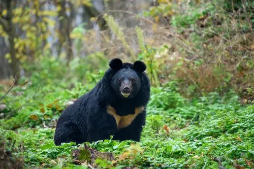 반달가슴곰.webp.ren.jpg 한국의 맹수들