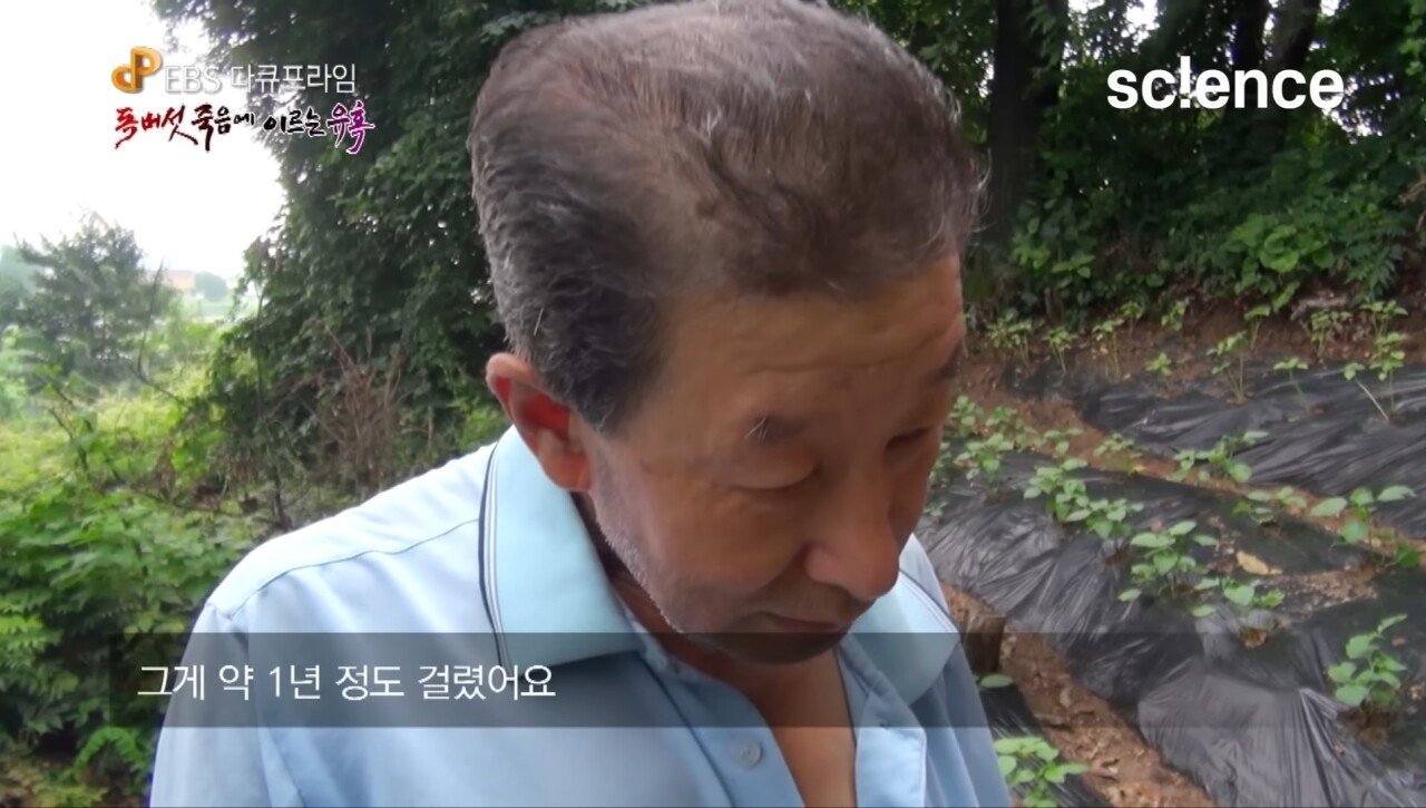 Screenshot_20231017_222737_YouTube.jpg 독버섯을 먹고 머리카락이 다 빠져버린 노부부.jpg