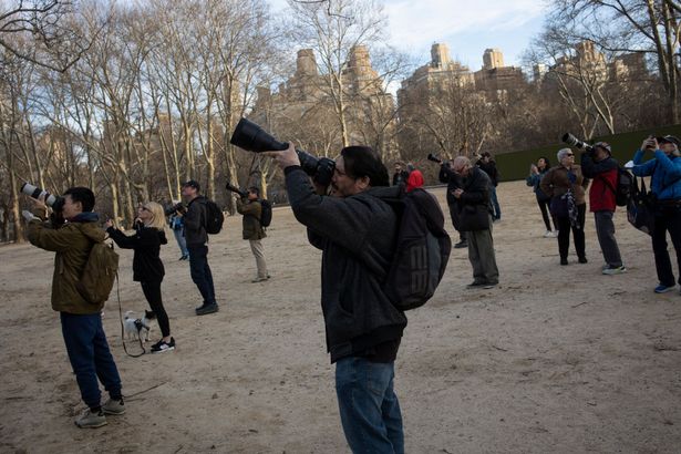 동물원을 탈출해 뉴욕시의 자유의 상징이 되어버린 수리부엉이 \'플라코\'의 근황