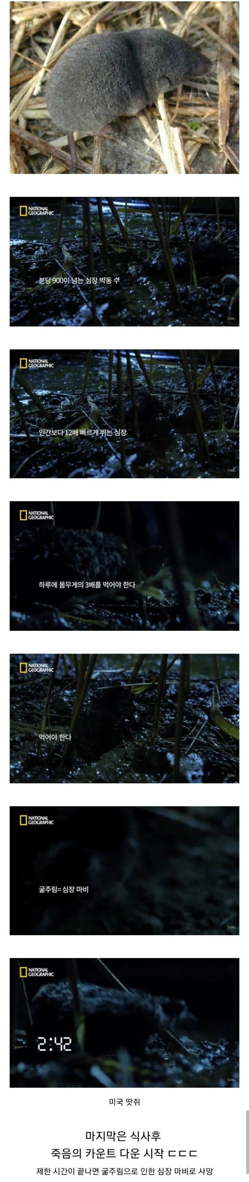 돈땃쥐미.webp.ren.jpg