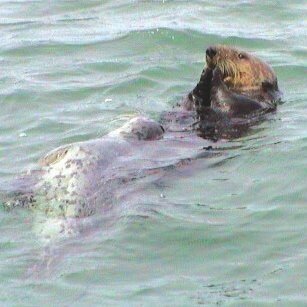 An-untagged-male-sea-otter-guarding-the-carcass-of-an-unidentified-harbor-seal-pup-while_Q320.jpg 약혐)우리가 몰랐던 해달의 충격적인 습성 약혐)우리가 잘 몰랐던 해달의 충격적인 습성