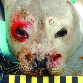 Face-of-harbor-seal-HS-8-periocular-trauma-and-facial-lacerations-are-typical-of-those_Q320.jpg 약혐)우리가 몰랐던 해달의 충격적인 습성 약혐)우리가 잘 몰랐던 해달의 충격적인 습성