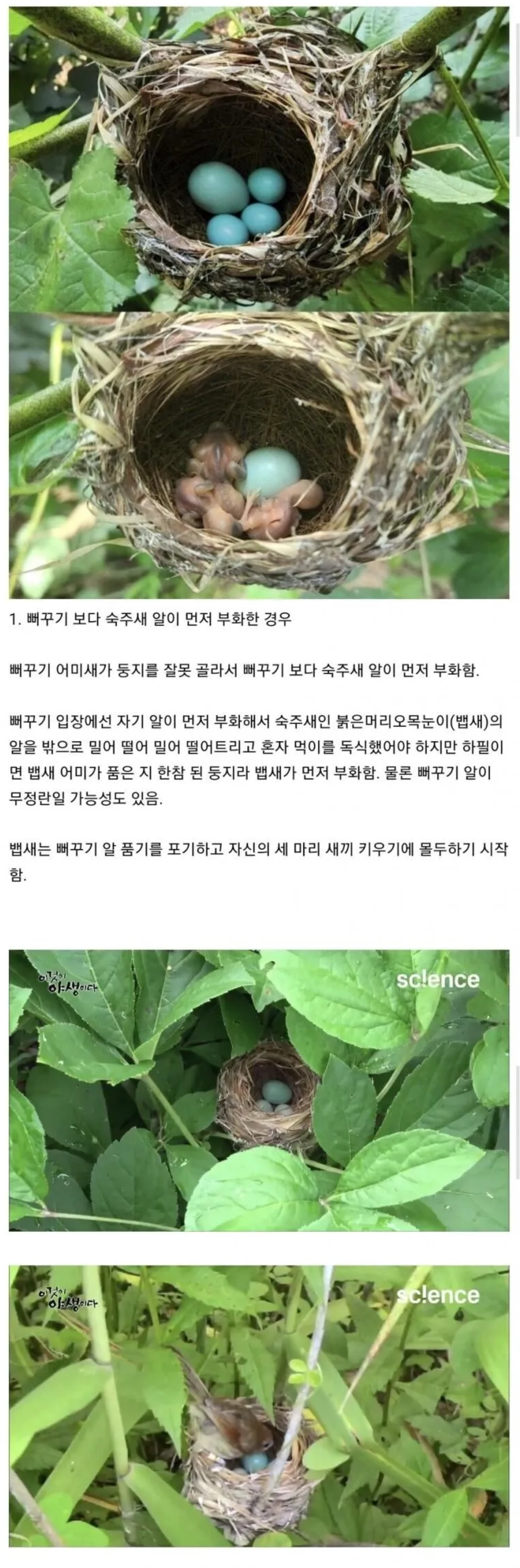 image.png 뻐꾸기라고 탁란에 늘 성공하는 것은 아니다