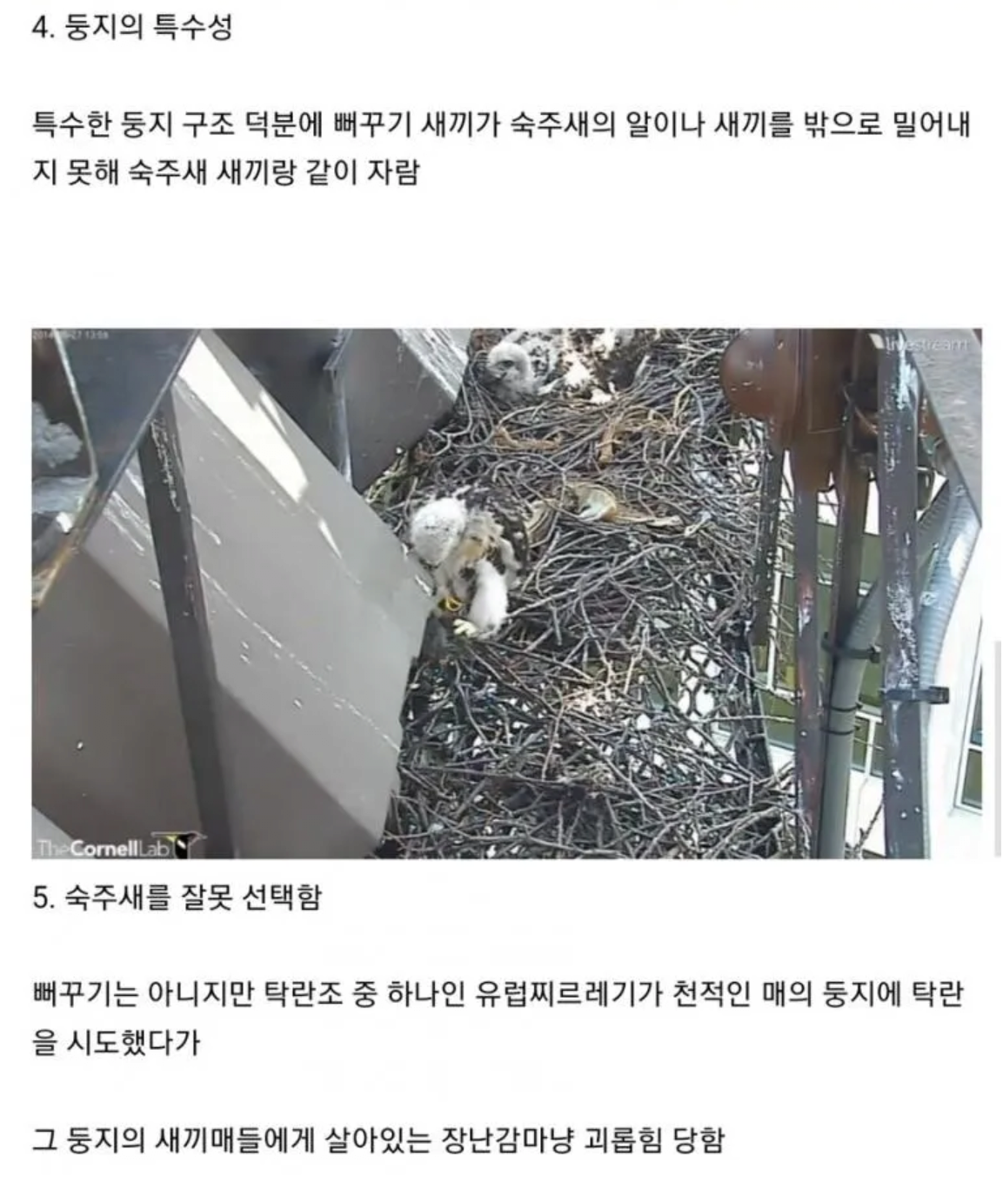 image.png 뻐꾸기라고 탁란에 늘 성공하는 것은 아니다