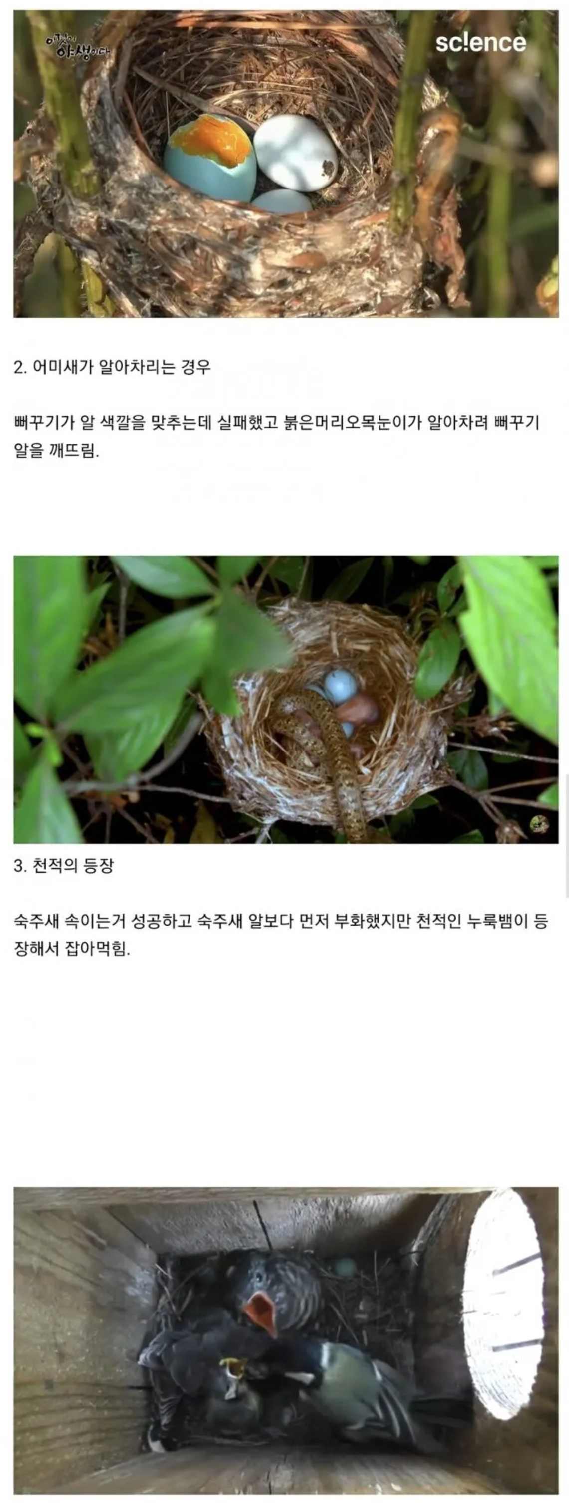 image.png 뻐꾸기라고 탁란에 늘 성공하는 것은 아니다