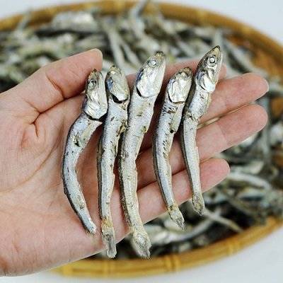 멸치.jpg 바다에서 가장 큰 동물들을 간단하게 알아보자
