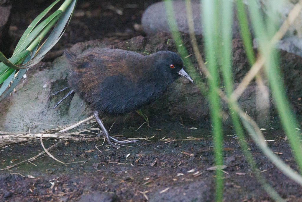 dino-20240926-112933-003.jpg 자연이 지켜낸 날지 못한 새
