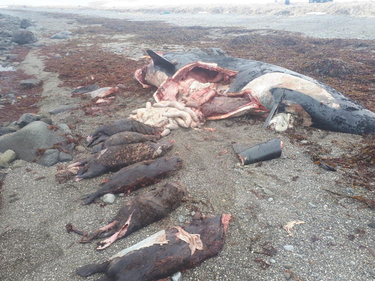 F6KvgzKaYAA-WIH.jpg 약혐) 해달 7마리를 먹은 채 죽은 범고래
