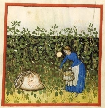 4.jpg 중세 후기 잉글랜드 농촌의 음식과 일상생활