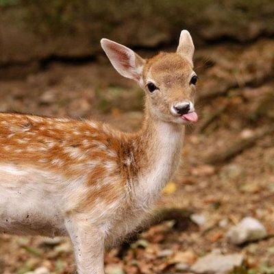 image.png 사슴과 고라니 구분하는 방법.