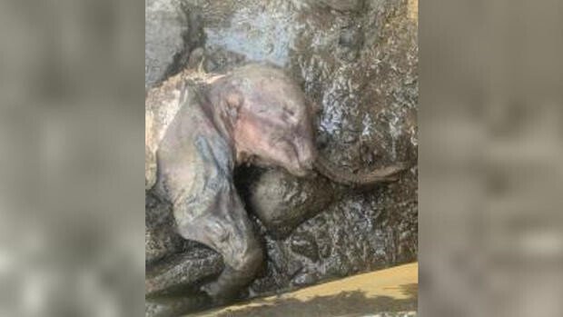 baby-wooly-mammoth.jpg