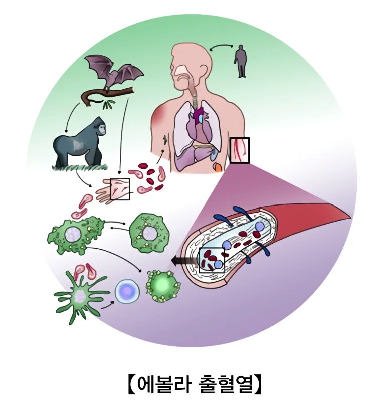 image.png 생물테러로 이용될 가능성이 매우 높은 병원체 모음