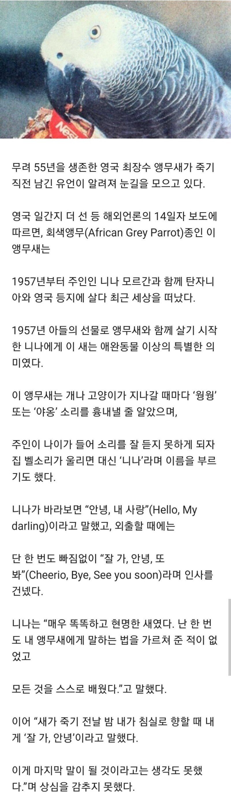 20200212200012_d37989b07f1328e93a40c188458c8012_l7my.jpg 55년 긴 생을 마감한 앵무새의 마지막 말