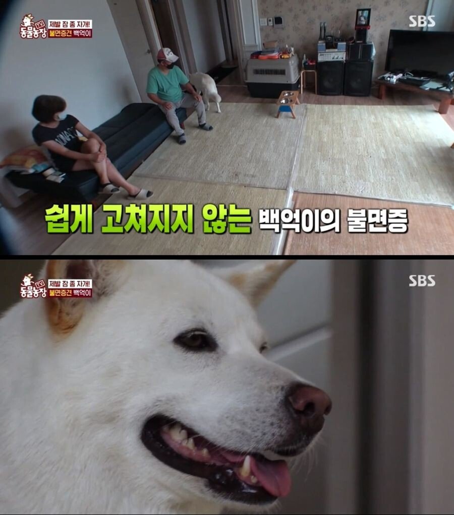 Internet_20210817_103045_5.jpeg 불면증 걸려서 잠 못자는 개.jpg