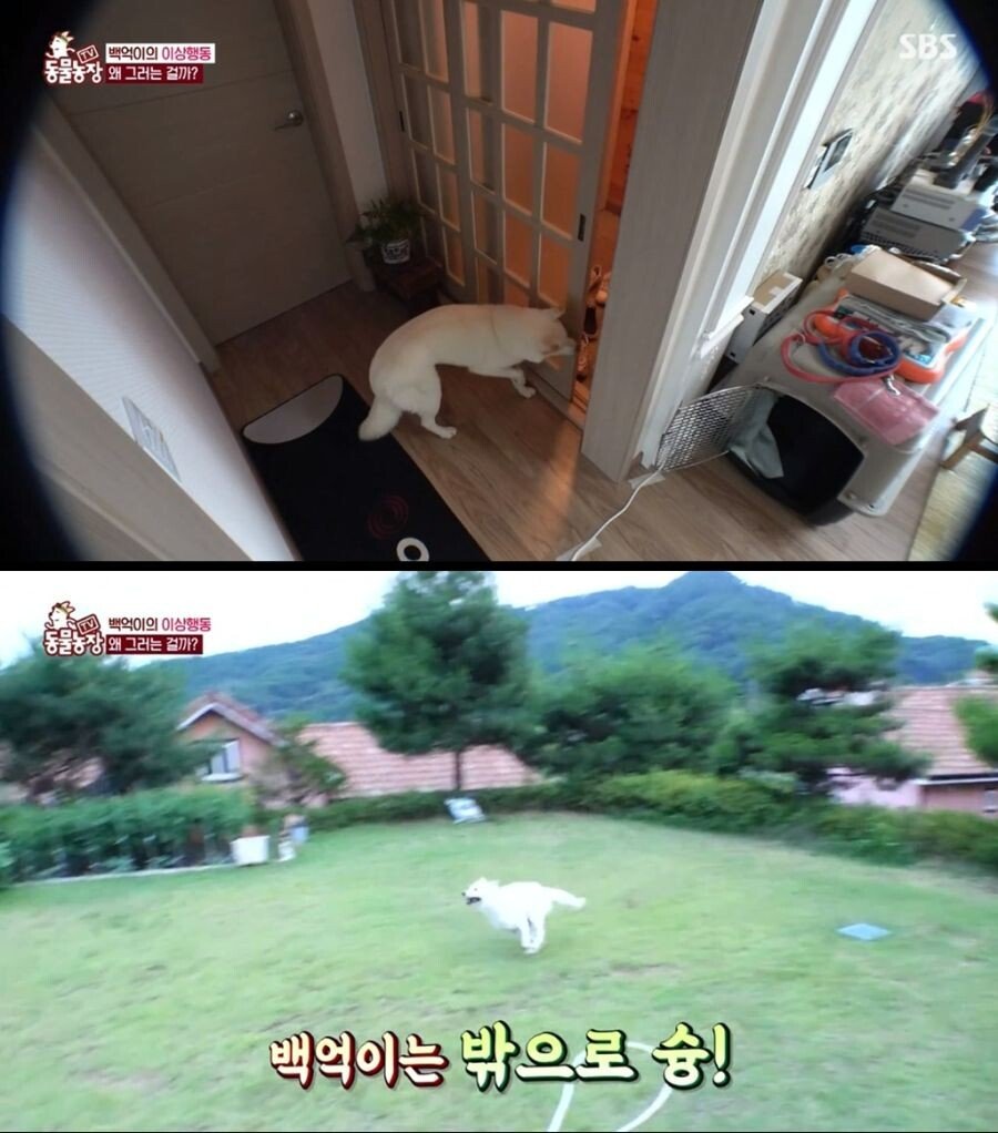 Internet_20210817_103045_10.jpeg 불면증 걸려서 잠 못자는 개.jpg