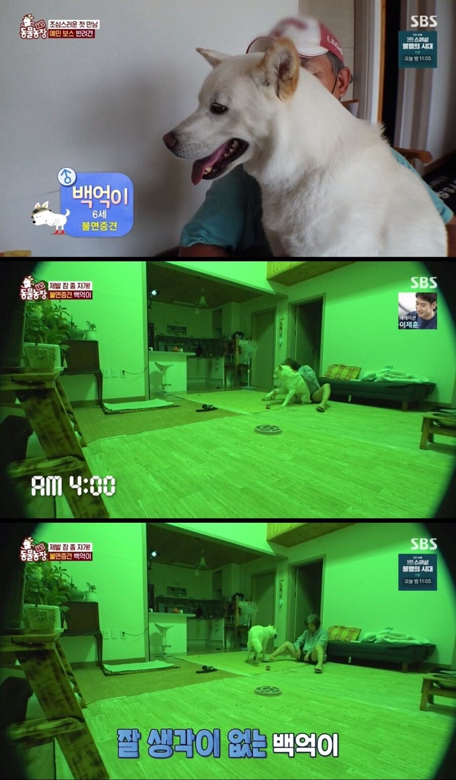 Internet_20210817_103045_3.jpeg 불면증 걸려서 잠 못자는 개.jpg